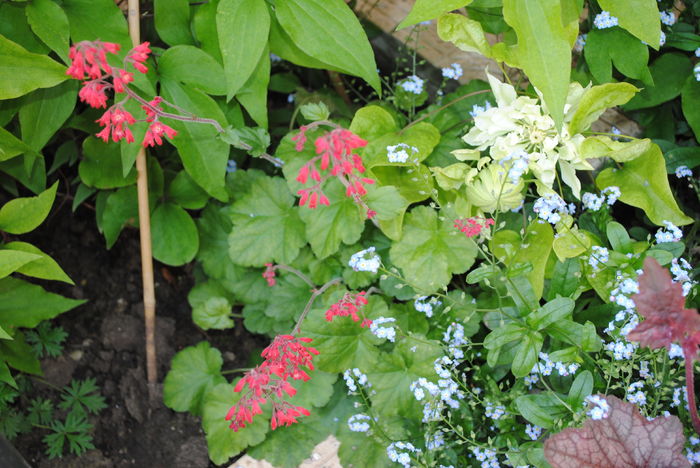 Ruby Bells+Yuki Okoshi - 2016 heuchera heucherella brunnera
