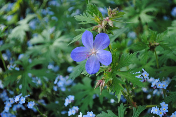 geranium johnsons-blue/brookside - 2016 geranium