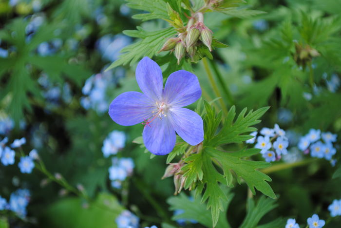 geranium johnsons-blue sau