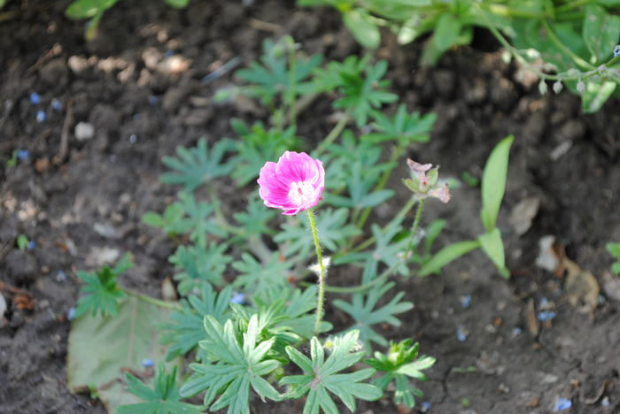 Geranium sanguineum Elke