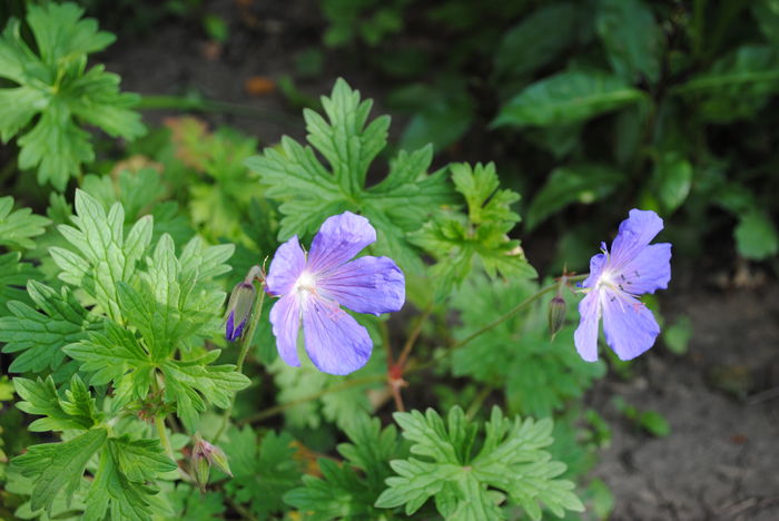 geranium him baby blue