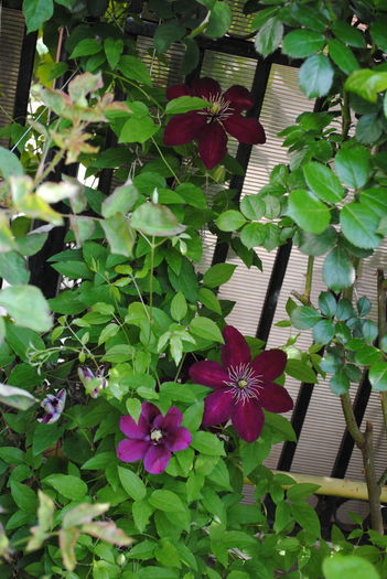 clematis Sunset