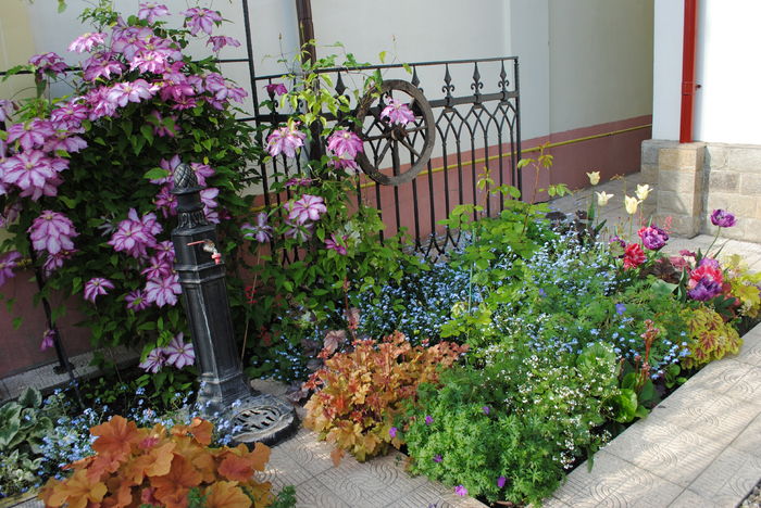 2 mai - 2016 gradina mea