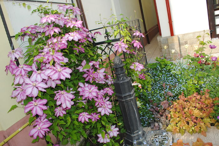 2 mai - 2016 gradina mea