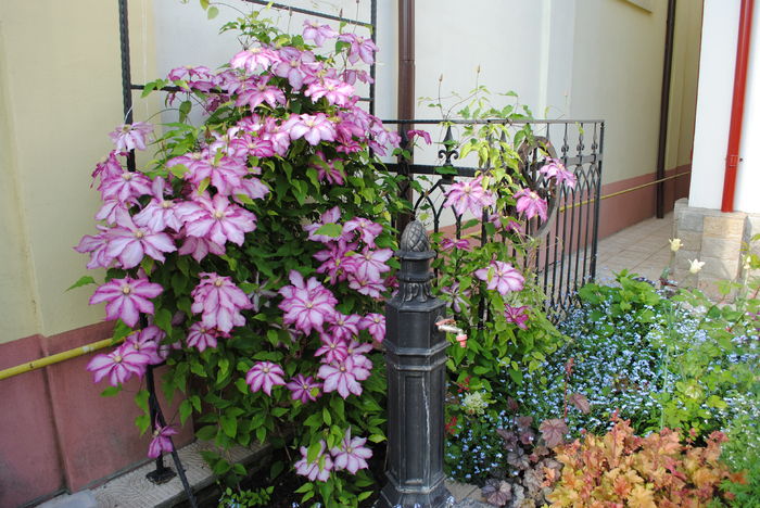 2 mai - 2016 gradina mea