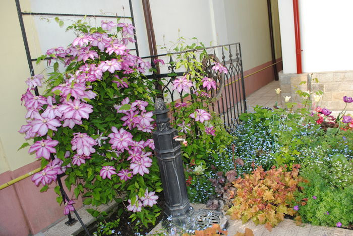 2 mai - 2016 gradina mea