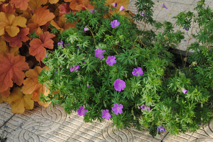 geranium sanguineum Rosa