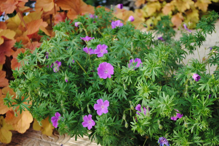 geranium sanguineum Rosa