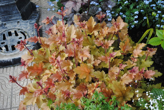 heuchera marmelade - 2016 heuchera heucherella brunnera