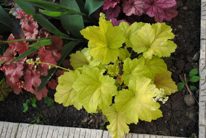heuchera electra - 2016 heuchera heucherella brunnera
