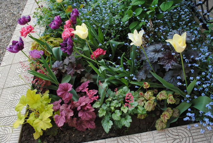 4 mai - 2016 gradina mea