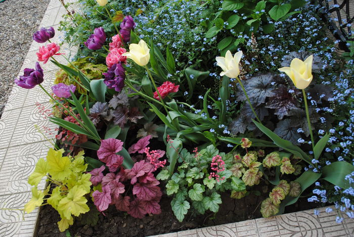 2 mai - 2016 heuchera heucherella brunnera