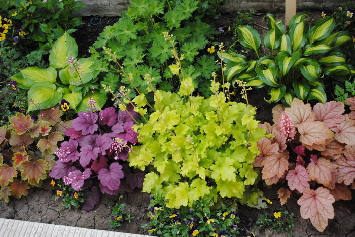 2 mai - 2016 heuchera heucherella brunnera