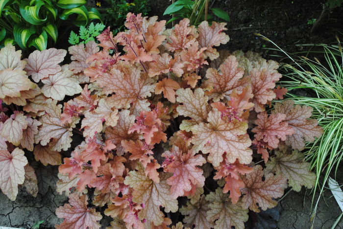 heuchera ginger peach - 2016 heuchera heucherella brunnera