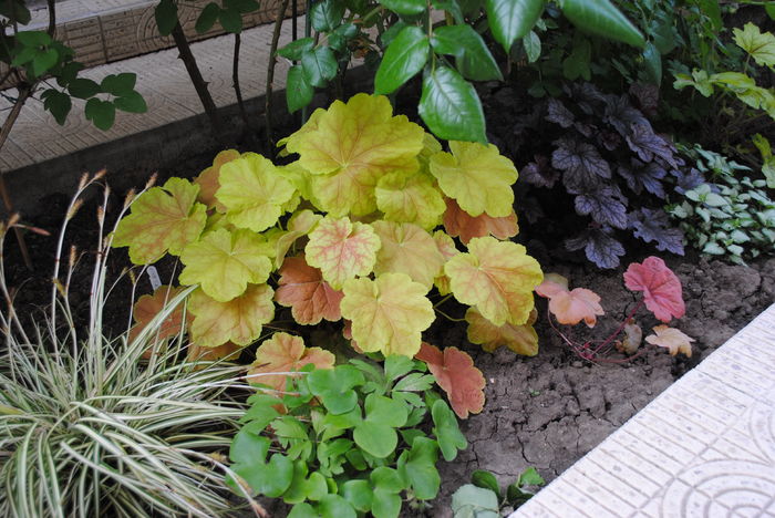 4 mai - 2016 gradina mea