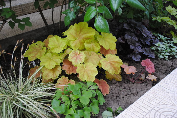 2 mai - 2016 heuchera heucherella brunnera