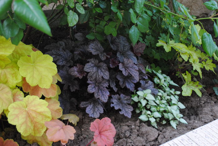 4 mai - 2016 gradina mea