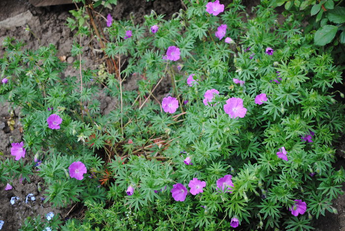 geranium sanguineum Rosa - 2016 geranium