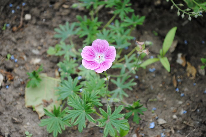 Geranium sanguineum Elke