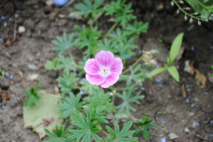 Geranium sanguineum Elke