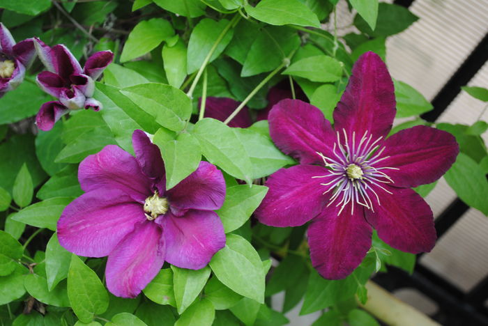 clematis Sunset - 2016 clematite