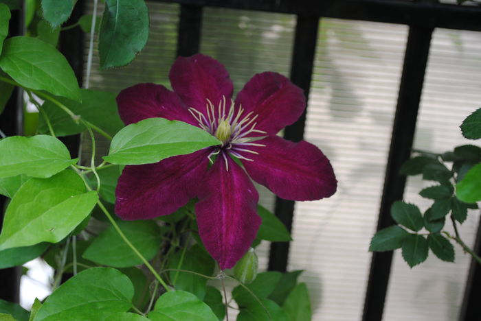 clematis Sunset