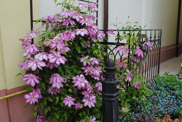 2 mai,clematis Betty Risdon