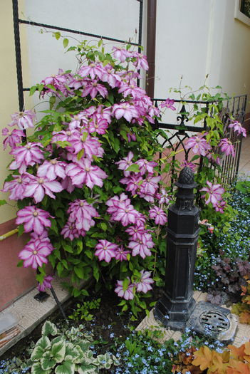 clematis Betty Risdon