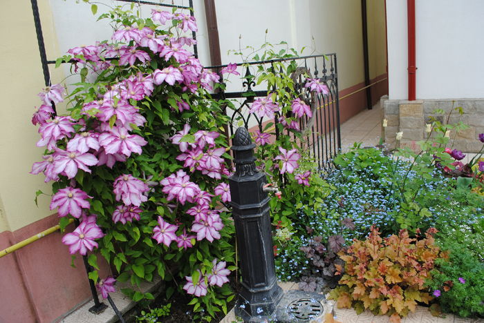 4 mai - 2016 gradina mea