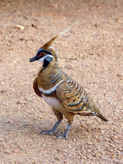Geophaps plumifera - 1----Porumbei si turturici exotice----exotic doves and pigeons