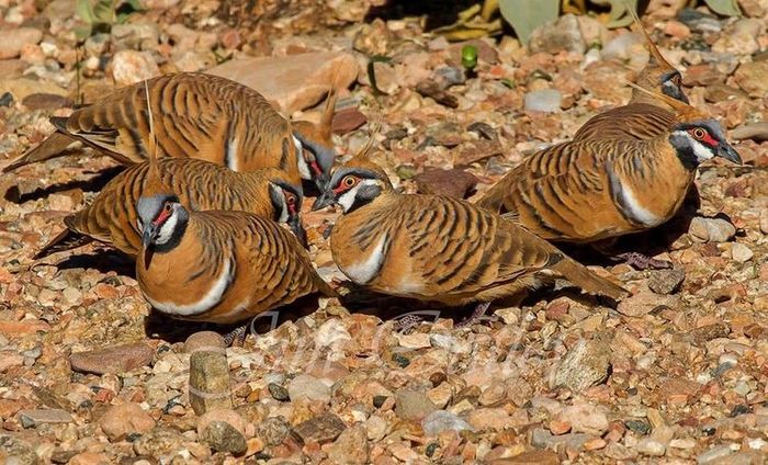 Geophaps plumifera - 1----Porumbei si turturici exotice----exotic doves and pigeons