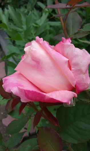 009 - Flori 2016