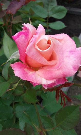 010 - Flori 2016
