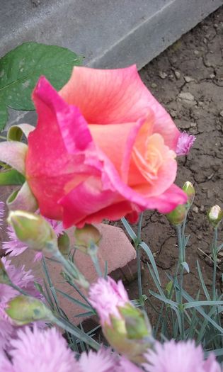 014 - Flori 2016