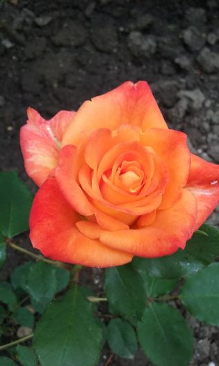 015 - Flori 2016