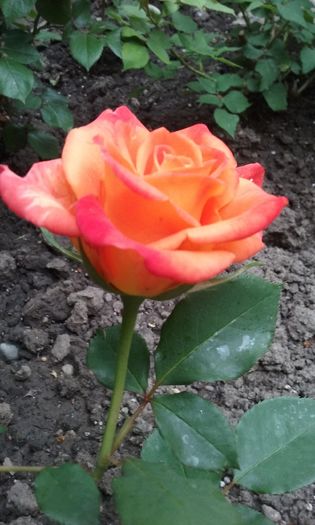 020 - Flori 2016