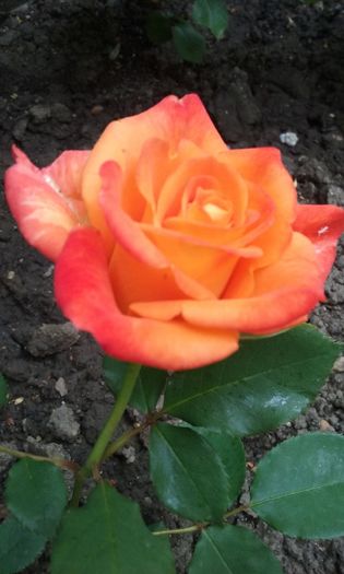 017 - Flori 2016