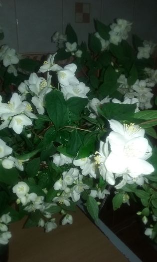 065 - Flori 2016