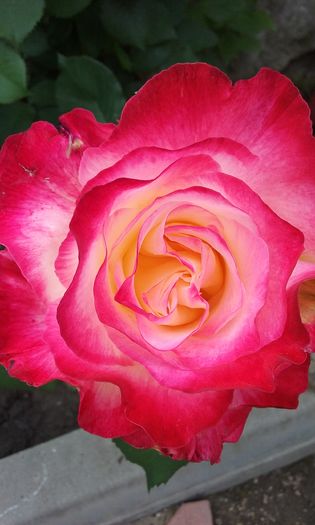 001 - Flori 2016
