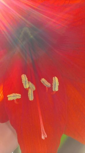 WP_20160422_09_06_49_Pro - amaryllis