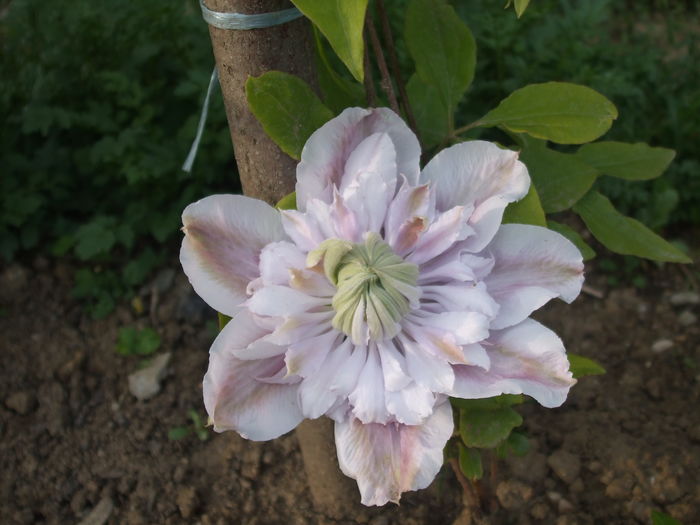 DSCF7341 - CLEMATITE 2016