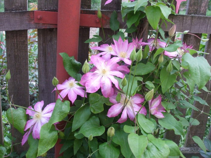 DSCF7356 - CLEMATITE 2016