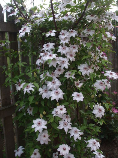 DSCF7357 - CLEMATITE 2016