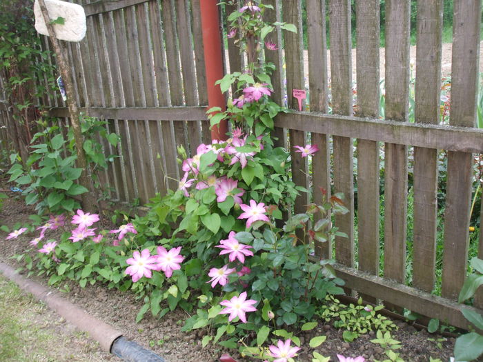 DSCF7374 - CLEMATITE 2016