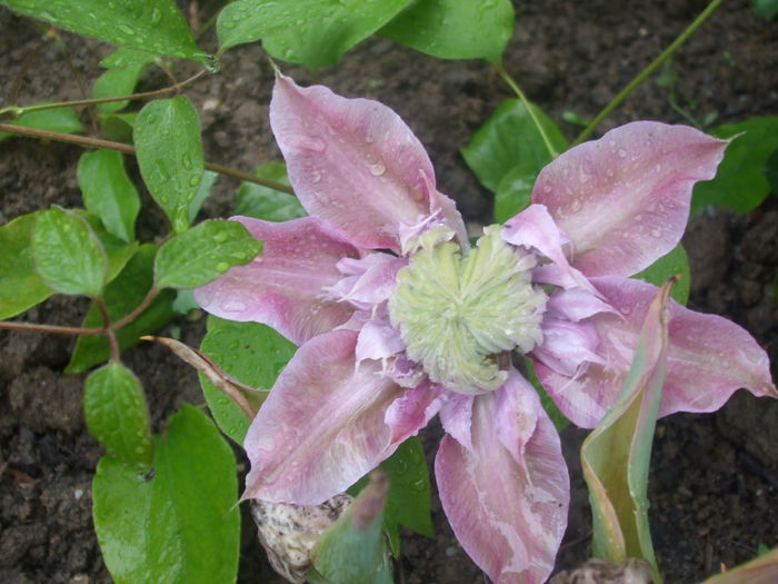 DSCF7421 - CLEMATITE 2016