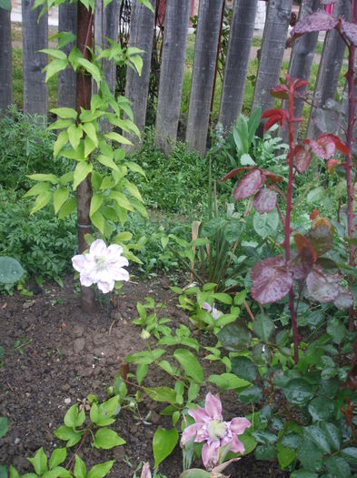 DSCF7422 - CLEMATITE 2016