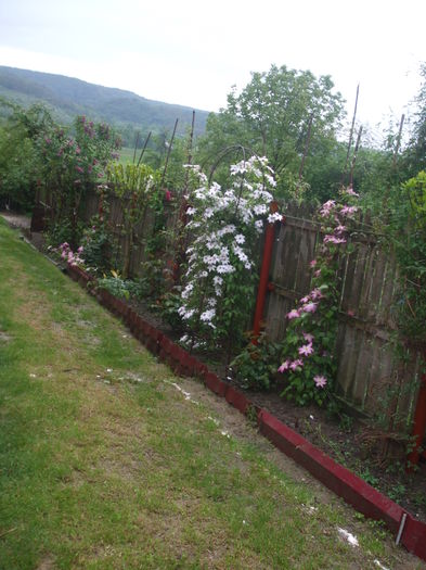 DSCF7436 - CLEMATITE 2016