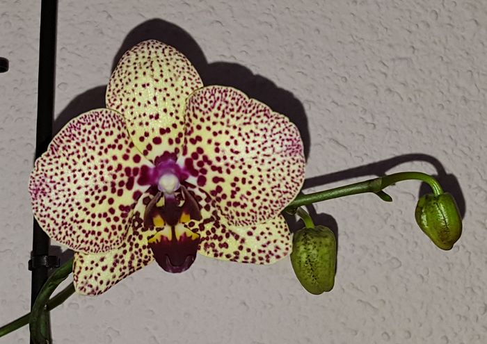 Reinflorita pe o ramificatie a tijei - Phalaenopsis 1