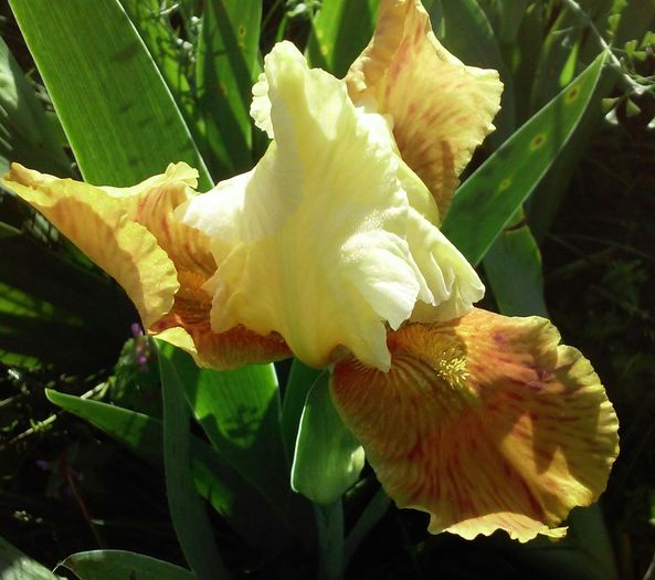Honey Glazed - Irisi intermedia si inalti 2016