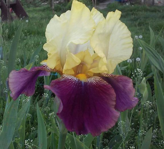Blatant - Irisi intermedia si inalti 2016